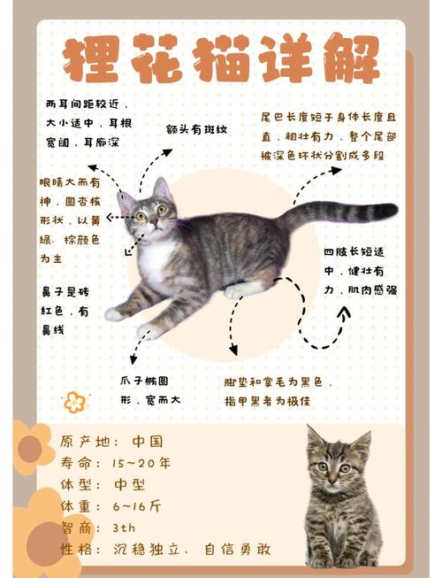 刚买回家的小猫很凶怎么办