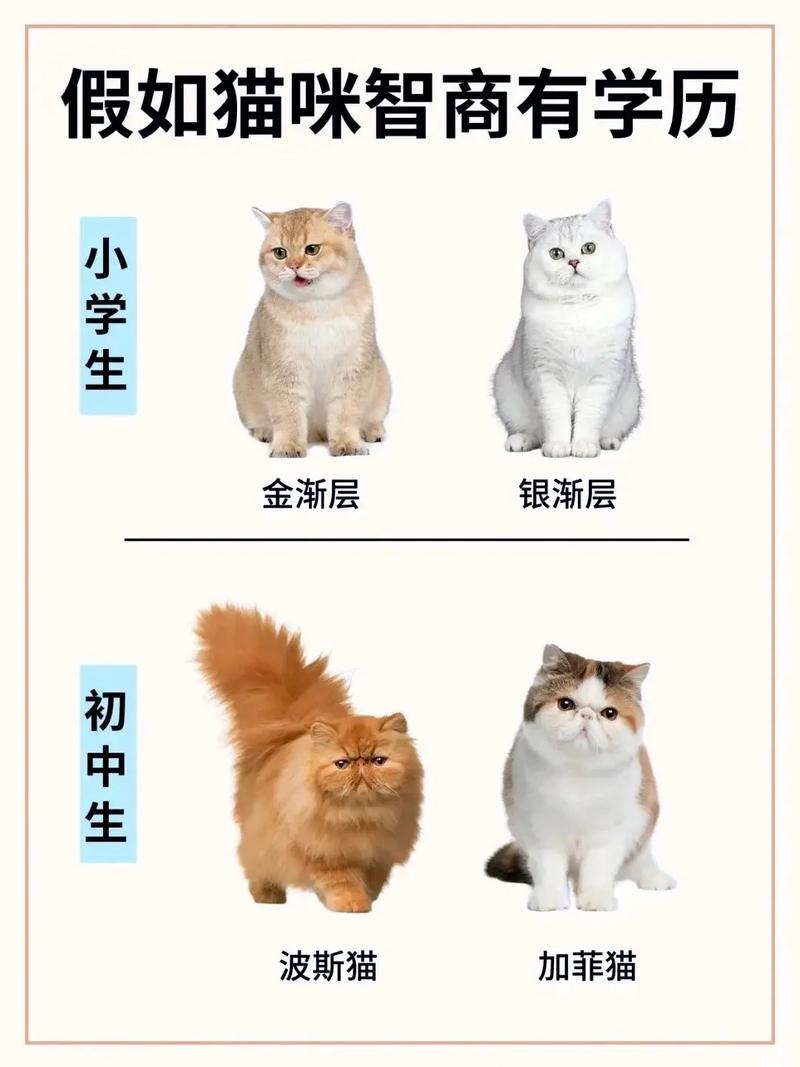 假如猫咪有学历,来看看你家猫在什么段位