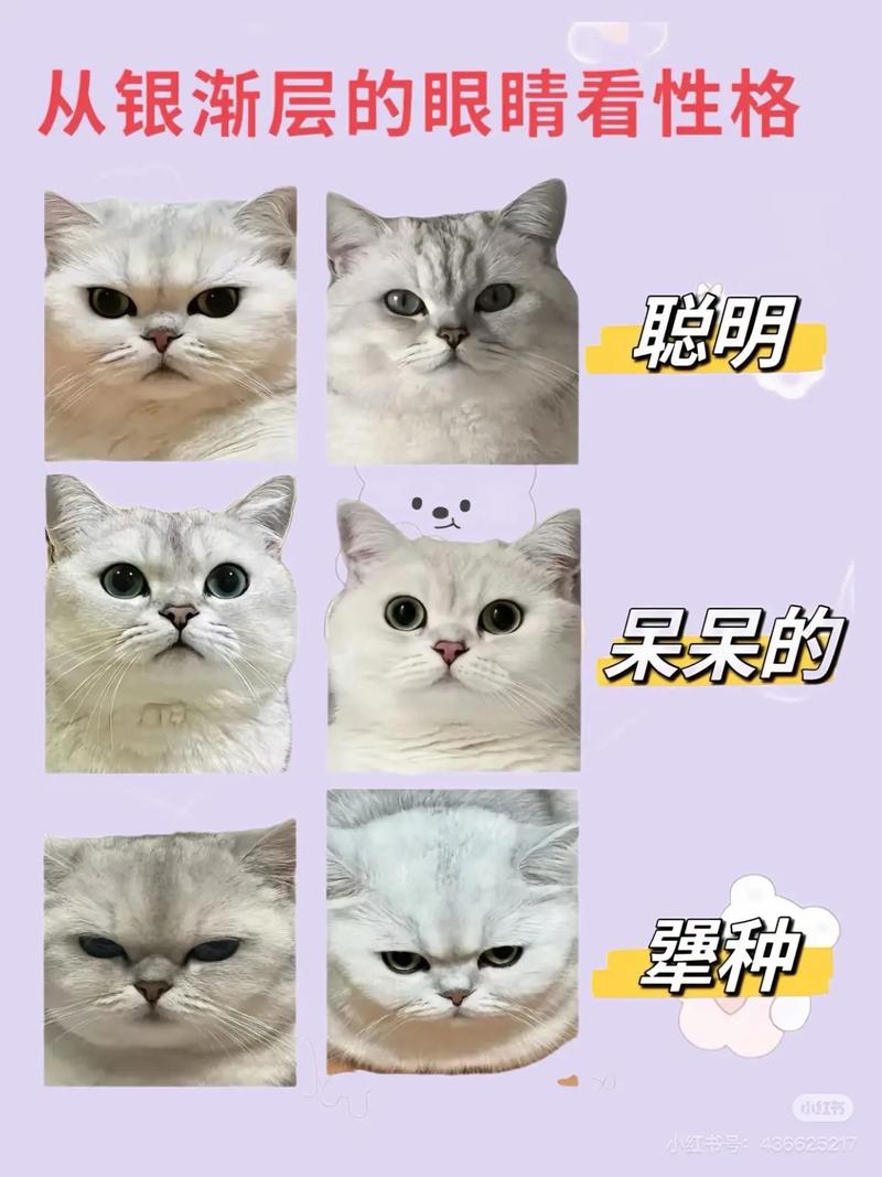 银点和银渐层有什么区别