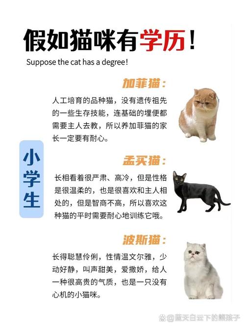 新手可千万不能养的猫|选猫避坑指南