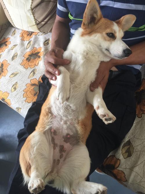 狗怀孕几个月生小狗