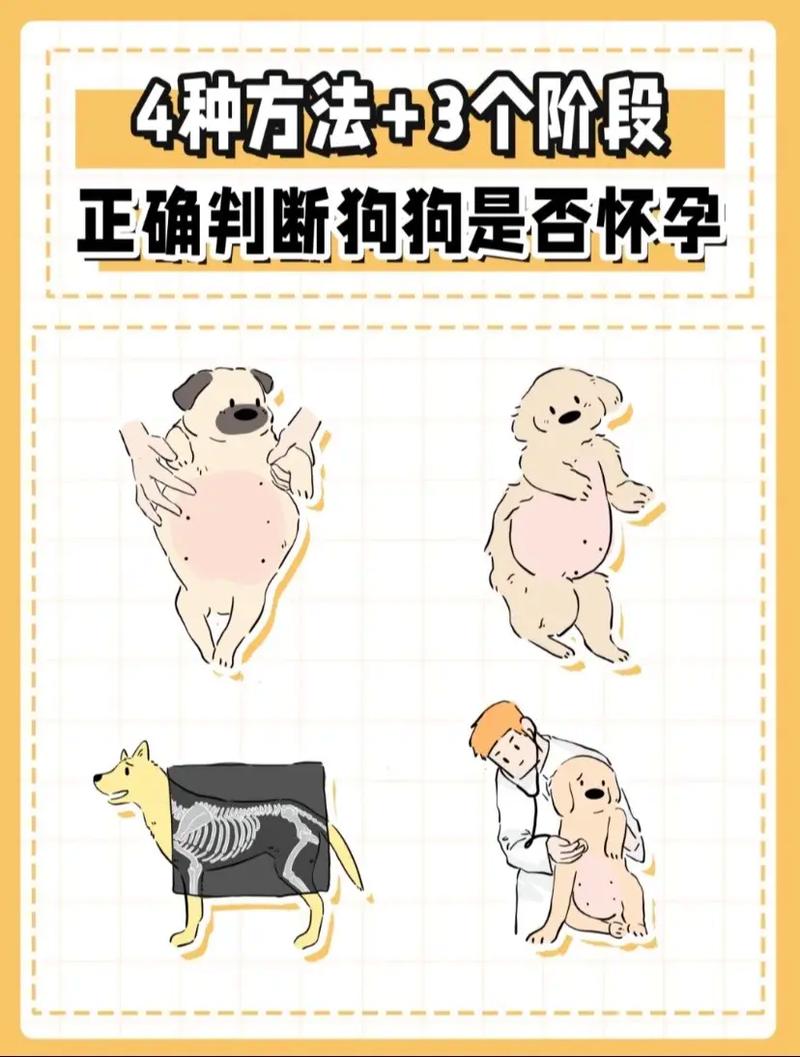 怎么确定狗狗怀孕了