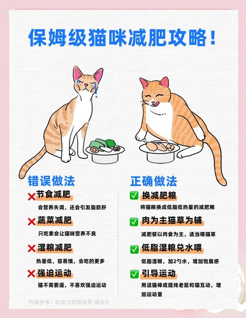 猫咪太瘦了怎么办