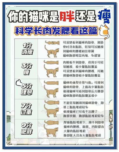 猫咪太瘦怎么办?铲屎官用这6种办法,让它越来越强壮