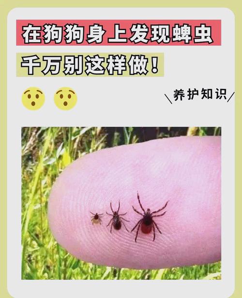 怎么判断狗身上有没有蜱虫