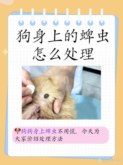 如何判断狗狗是否感染蜱虫?