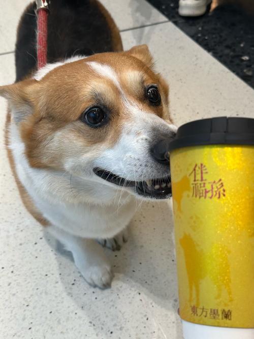 狗狗可以喝奶茶吗
