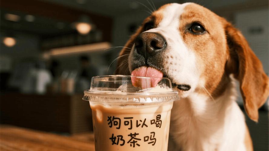 狗狗喝了奶茶怎么办