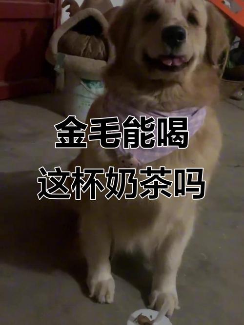 小狗能喝奶茶吗