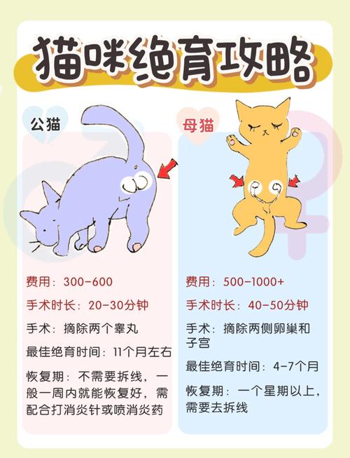 新手必备|猫咪绝育攻略养猫必看