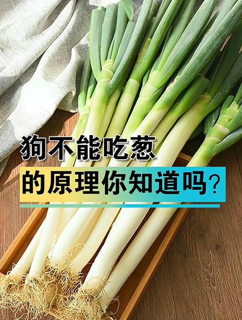 狗狗吃了大葱多久会有反应(狗吃了洋葱多久没事就没事了)