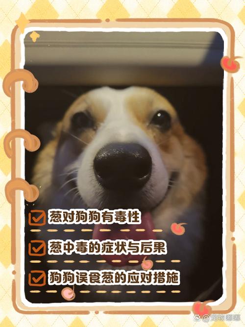 狗狗可以吃大葱吗