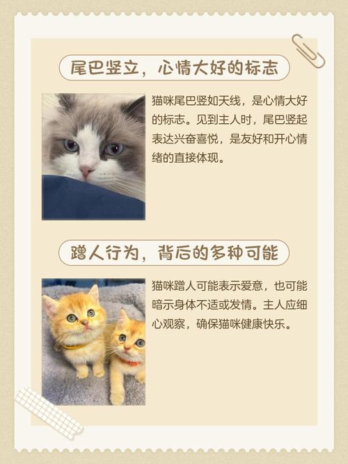 猫咪不停的蹭人,背部上拱,尾巴高高竖起是什么原因?