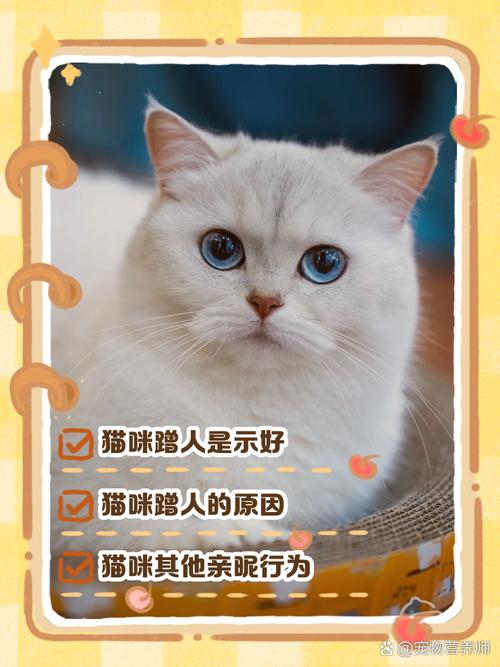 猫会认家人吗?