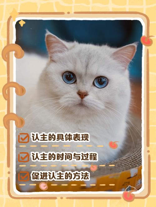 猫咪爱你的11个举动你家猫咪中了几个?