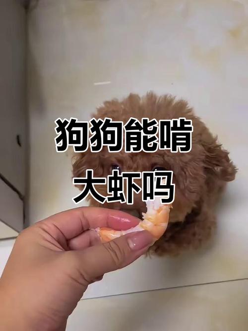 狗狗可以吃虾吗熟的