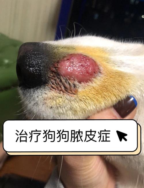 狗狗脓皮症需要把脓刺破吗