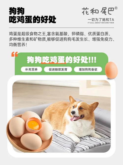 可以给狗狗吃煎蛋嘛