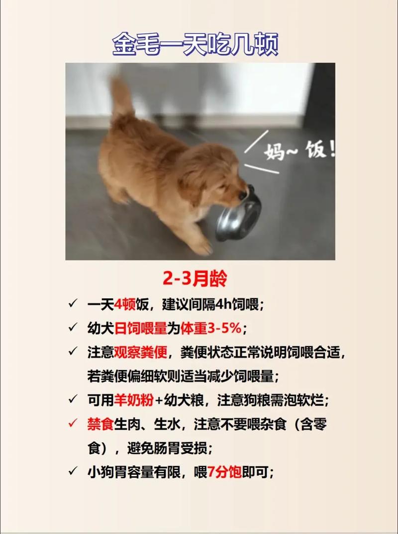 拉布拉多可以吃煎鸡蛋吗