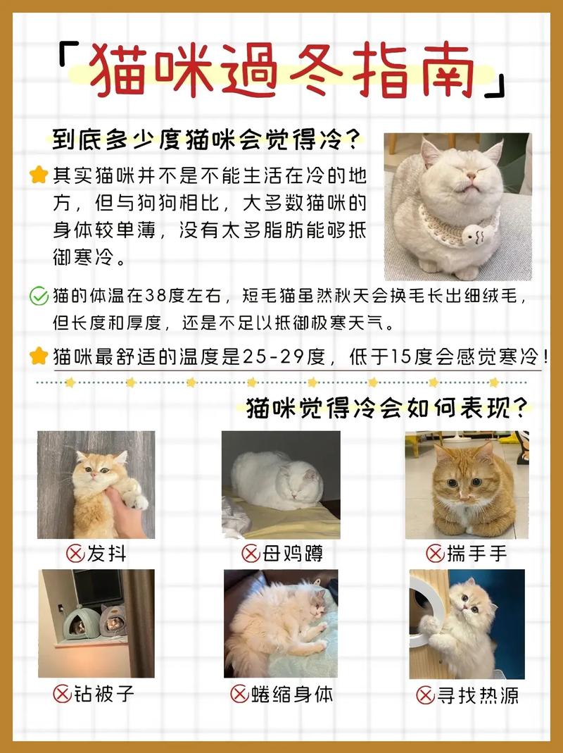 贴肉肉过准备过冬啦!冬季猫咪养护指南