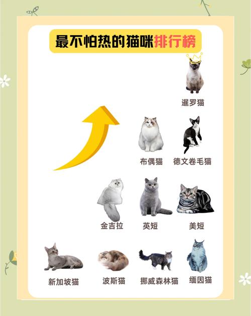 炎炎夏热,怎么给猫咪一个适宜的温度环境呢