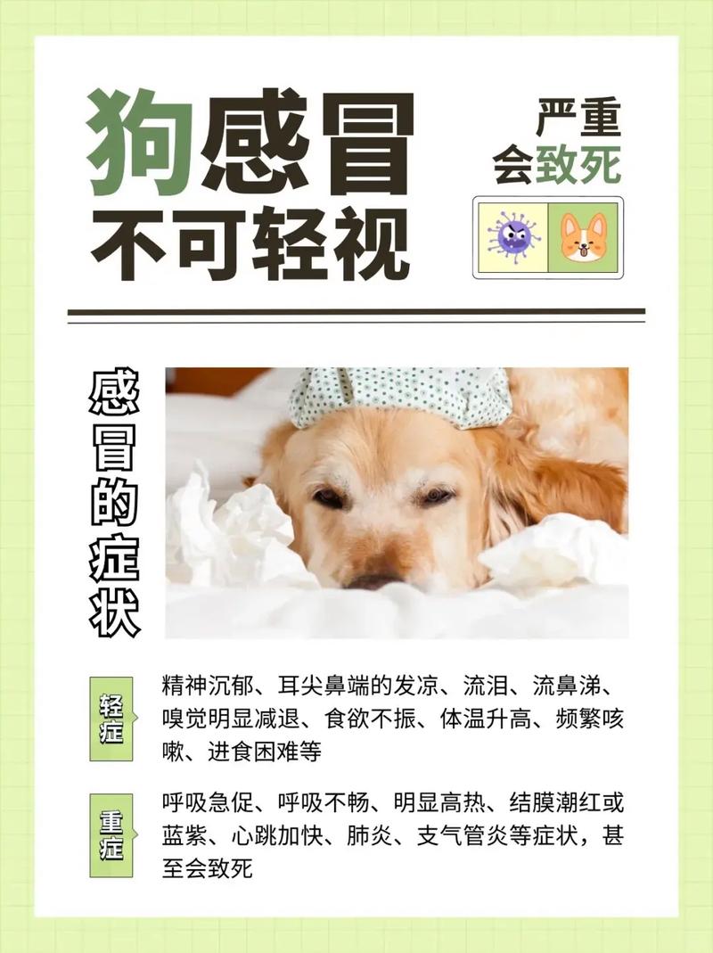 狗狗感冒流鼻涕怎么办?