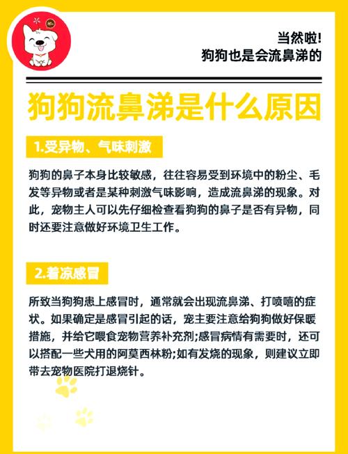 狗狗感冒老流鼻涕应该怎么办?