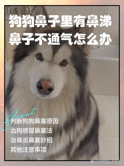 小狗感冒了流鼻涕怎么办?