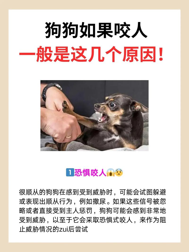 柴犬经常咬人怎么办?