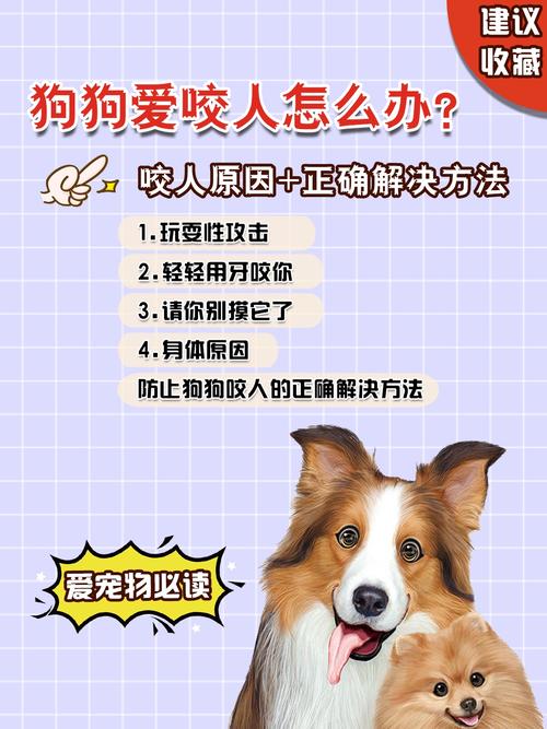幼犬爱咬人怎么办?降低兴奋
