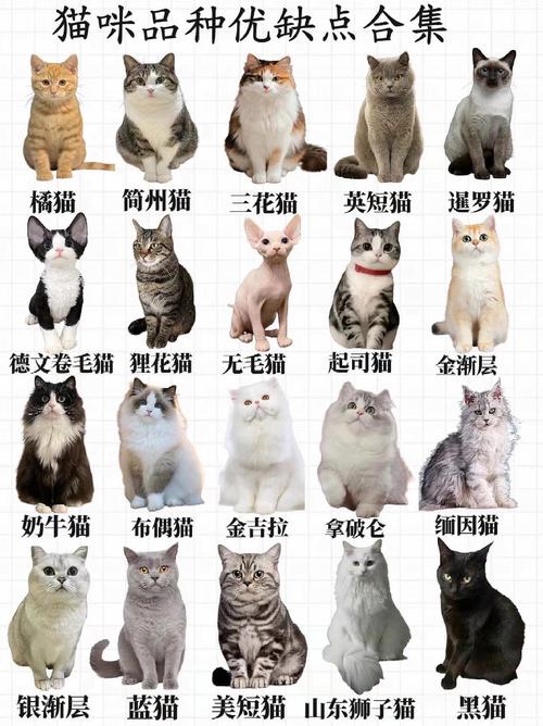 猫咪品种大全及图片