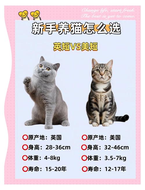 新手养猫,英短和美短更推荐哪个?