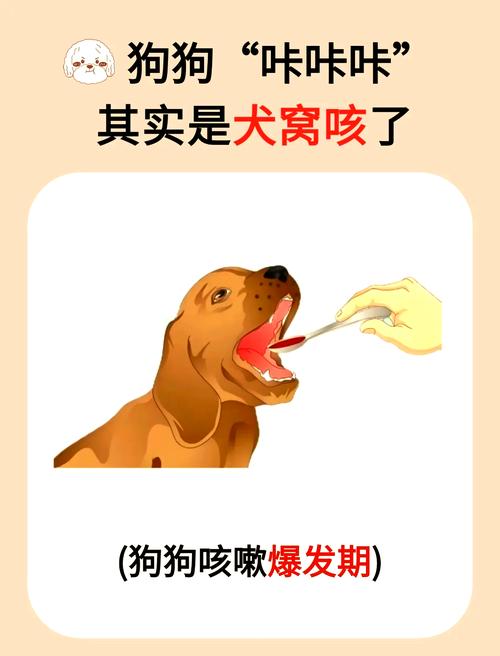 狗狗感冒了有哪些症状