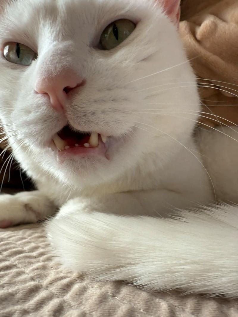 救命,你不会还没有给你家的猫刷过牙吧