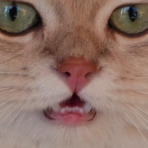 猫咪口臭怎么去除