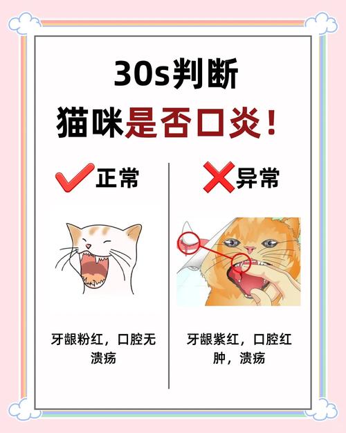 猫咪口炎会传染其他猫吗?