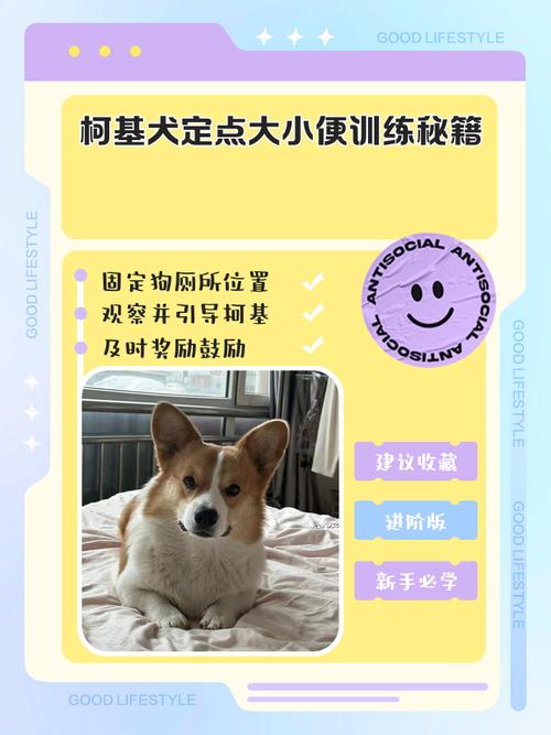 怎么训练狗在外面拉屎