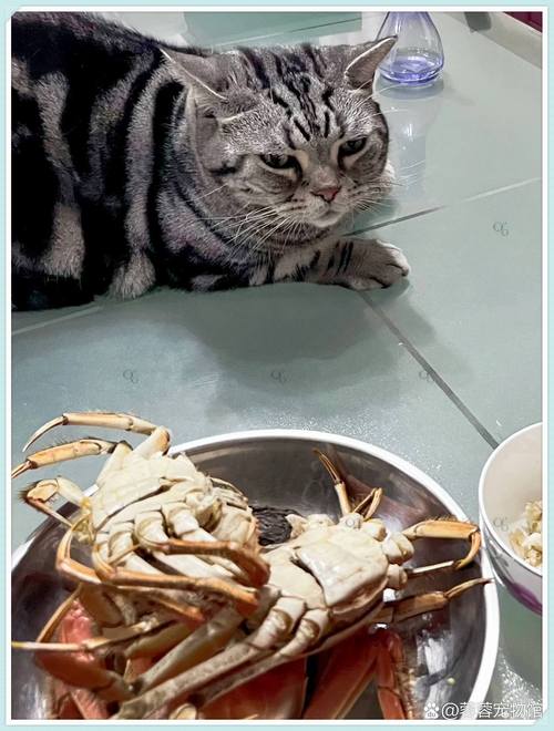 猫为什么不吃螃蟹和虾?