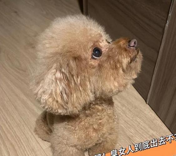 100个好听到爆的狗狗名字