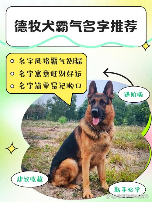 公犬名字大全霸气