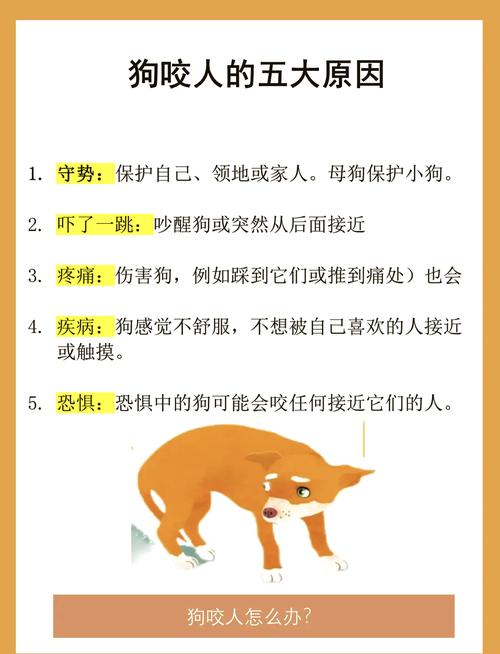 狗狗咬人怎么办?用这几招很有效!