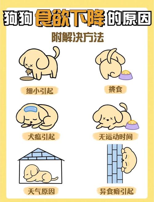 狗狗耳朵冰凉不吃不喝该怎么办?