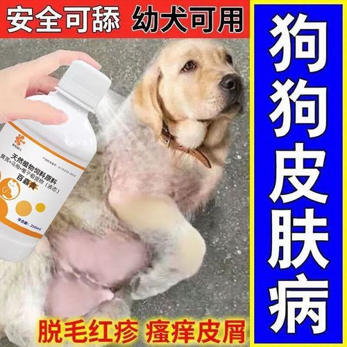 新手养狗|狗狗洗澡注意事项