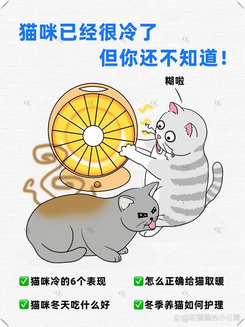 冬天太冷,猫咪受寒要怎么保暖