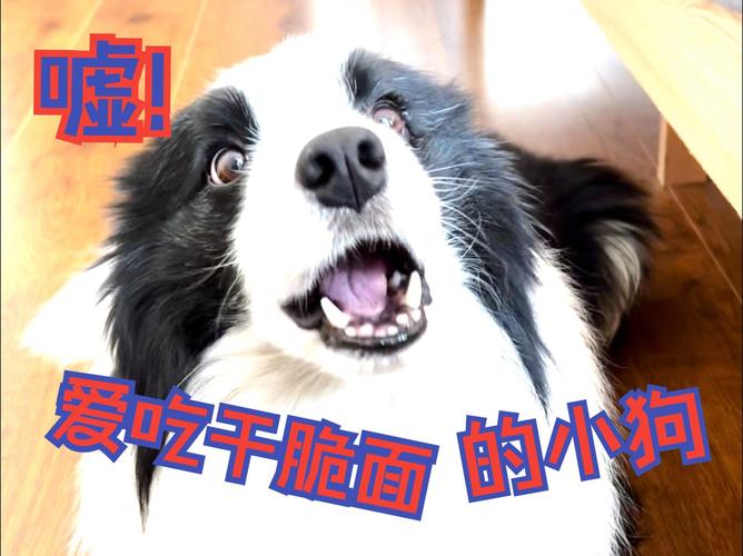 田园犬吃了干脆面会怎么样?