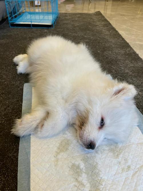 狗狗抽搐吐白沫一会儿又正常