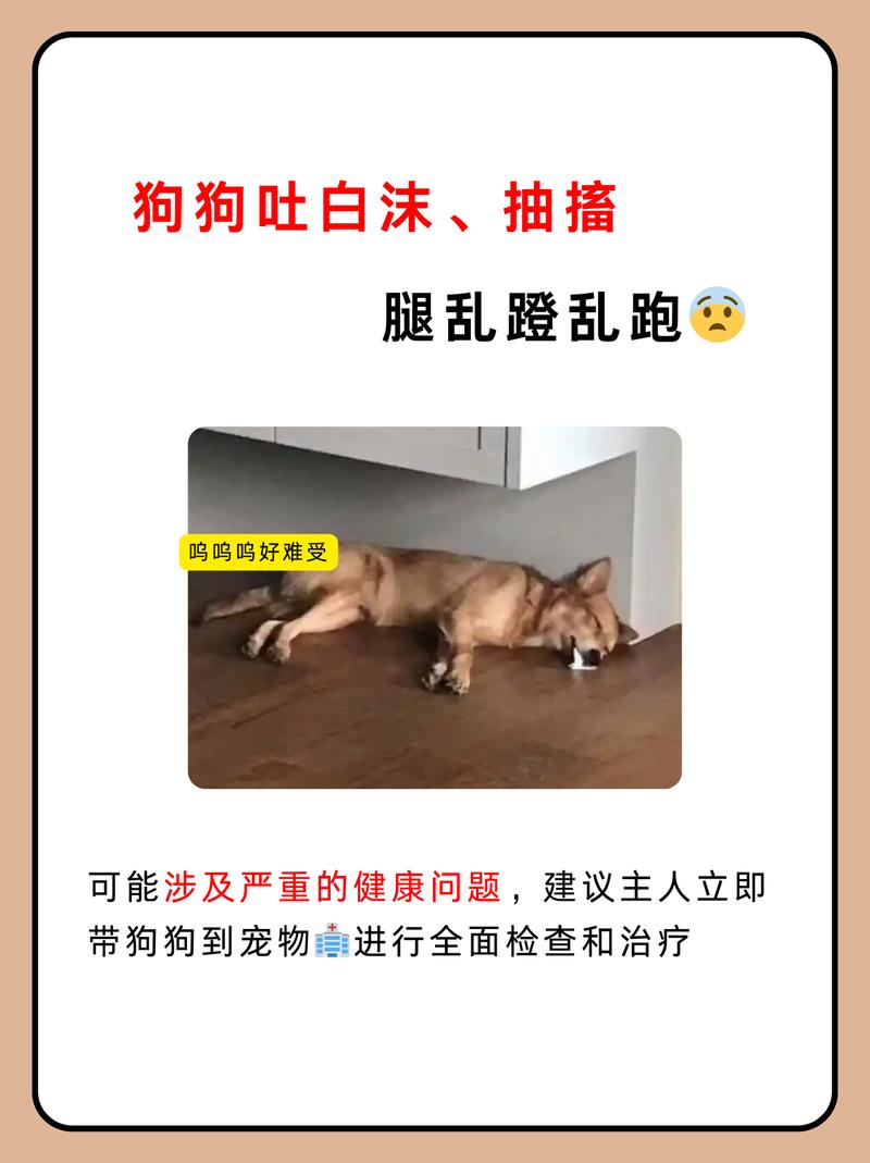 狗抽搐吐白沫过一会就没事了