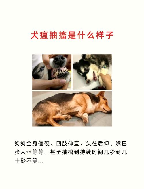 狗狗抽搐吐白沫怎么办