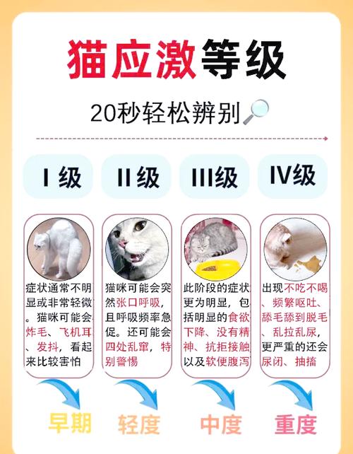 猫寄养不动不吃不喝怎么办