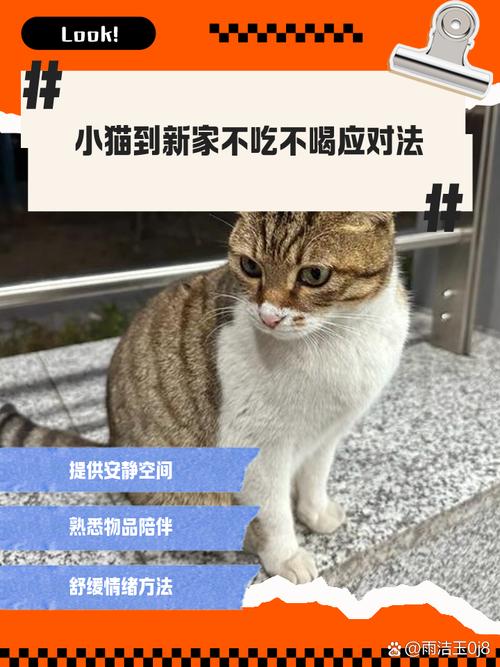 猫咪被打后不吃不喝性情大变怎么办?
